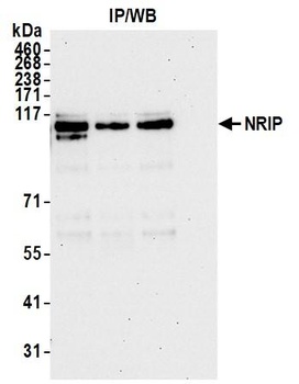 NRIP Antibody