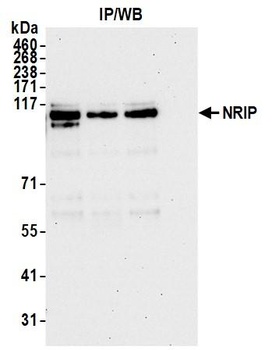 Rabbit anti-NRIP Antibody