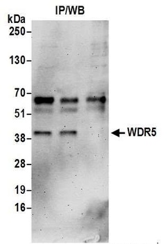 Rabbit anti-WDR5 Antibody
