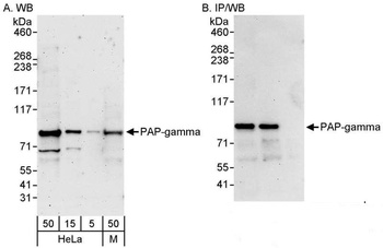 PAP-gamma Antibody