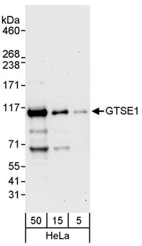 Rabbit anti-GTSE1 Antibody