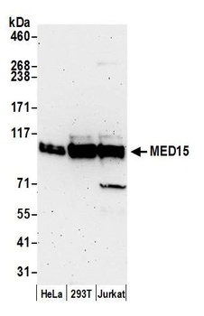 Rabbit anti-MED15 Antibody