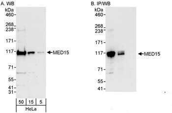 Rabbit anti-MED15 Antibody