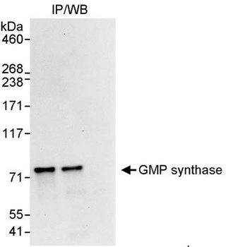 GMP synthase Antibody