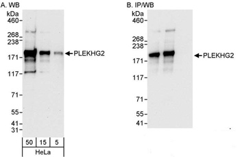 PLEKHG2 Antibody