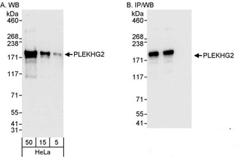 PLEKHG2 Antibody