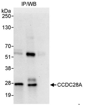 Rabbit anti-CCDC28A Antibody