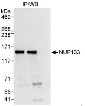 NUP133 Antibody