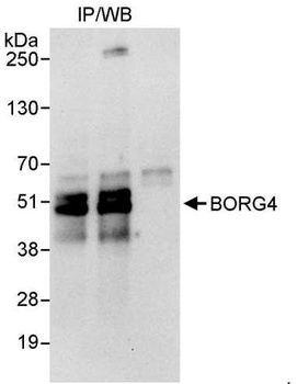 BORG4 Antibody