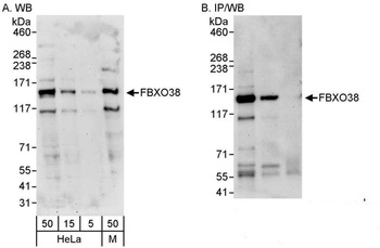 FBXO38 Antibody