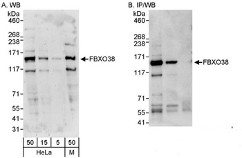 Rabbit anti-FBXO38 Antibody