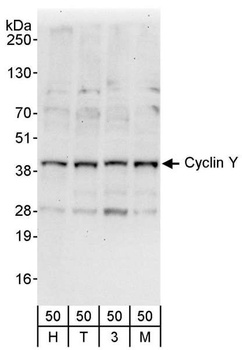 Rabbit anti-Cyclin Y Antibody
