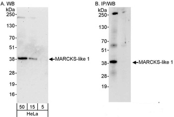 Rabbit anti-MARCKS-like1 Antibody