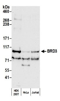 BRD3 Antibody