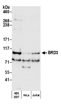 Rabbit anti-BRD3 Antibody