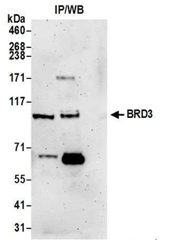 BRD3 Antibody