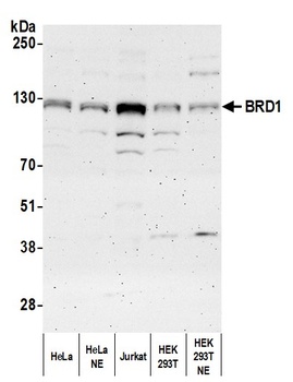 BRD1 Antibody