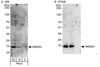 Rabbit anti-HMGN1 Antibody