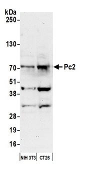 Pc2 Antibody