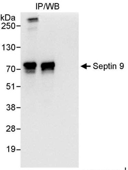 Rabbit anti-Septin 9 Antibody