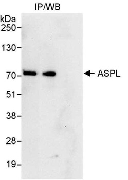 ASPL Antibody