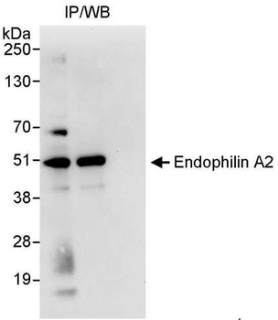 Endophilin A2 Antibody