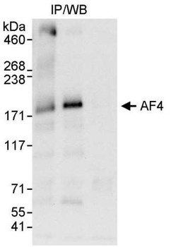 Rabbit anti-AF4 Antibody