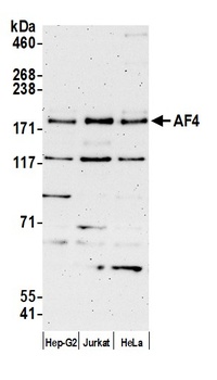 Rabbit anti-AF4 Antibody