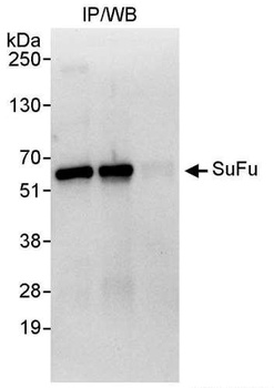 Rabbit anti-SuFu Antibody