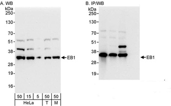 Rabbit anti-EB1 Antibody