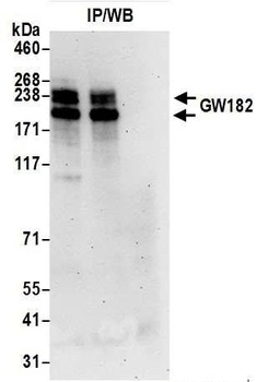 GW182 Antibody