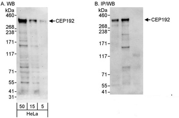 CEP192 Antibody