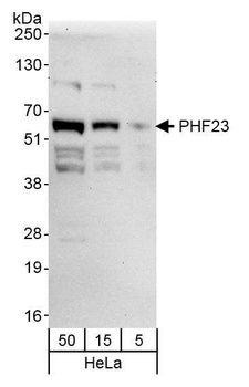 Rabbit anti-PHF23 Antibody