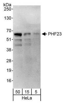 Rabbit anti-PHF23 Antibody