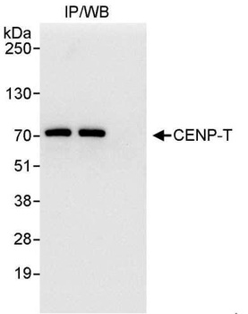 Rabbit anti-CENP-T Antibody