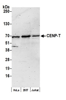 Rabbit anti-CENP-T Antibody