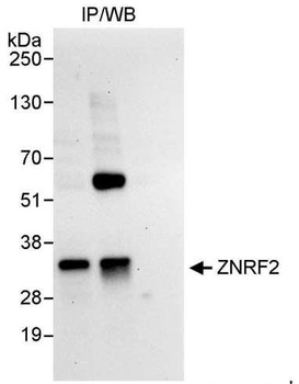 Rabbit anti-ZNRF2 Antibody