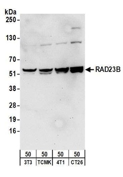 RAD23B Antibody
