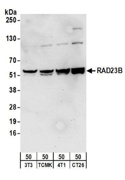 Rabbit anti-RAD23B Antibody