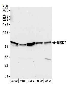 BRD7 Antibody