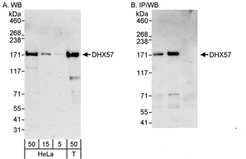 Rabbit anti-DHX57 Antibody
