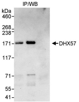 Rabbit anti-DHX57 Antibody
