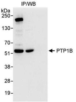 PTP1B Antibody