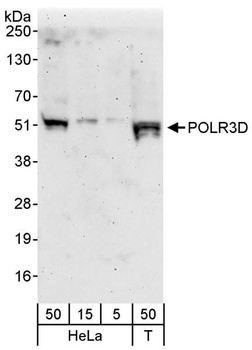 Rabbit anti-POLR3D Antibody