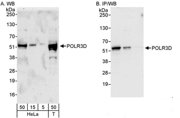 Rabbit anti-POLR3D Antibody