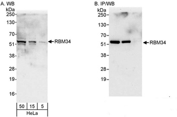 RBM34 Antibody