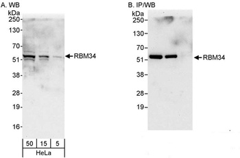 Rabbit anti-RBM34 Antibody