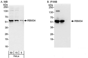Rabbit anti-RBM34 Antibody