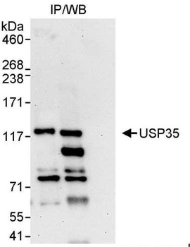 Rabbit anti-USP35 Antibody