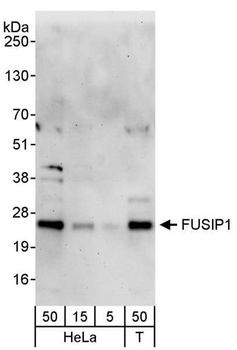 FUSIP1 Antibody